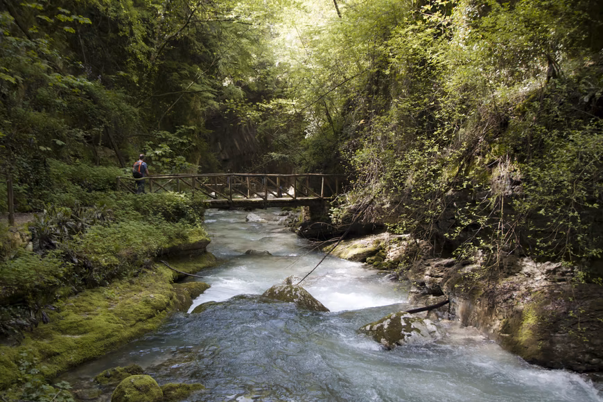 foresta con ponte legno.jpg